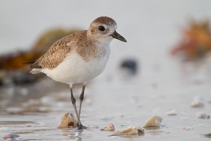 Kiebitzregenpfeifer Pluvialis squatarola Black-bellied Plover 